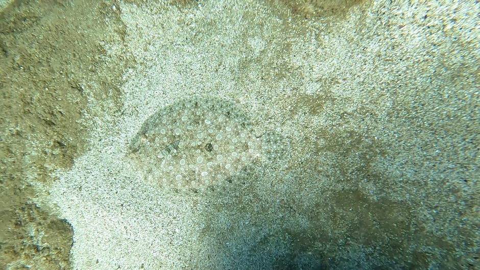A close-up underwater photograph showing the sandy ocean floor with a round, flattened sea urchin covered in small, white, tube-like spines. The surrounding sandy area has patches of slightly textured
